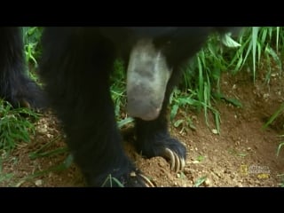 Sloth bear 🐻 amazing porn