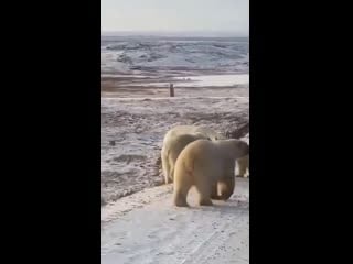 Проверка на таможне 🐻