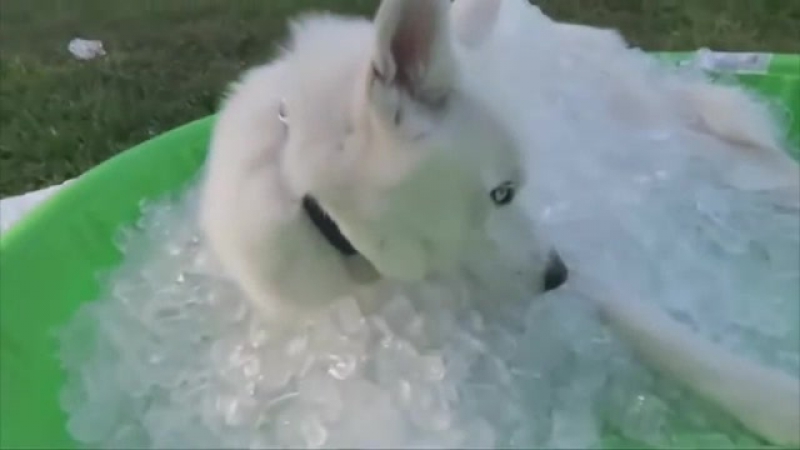 Большая телка любит горчий коитус