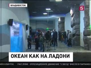 Во владивостоке готовятся к открытию крупейшего в россии океанариума