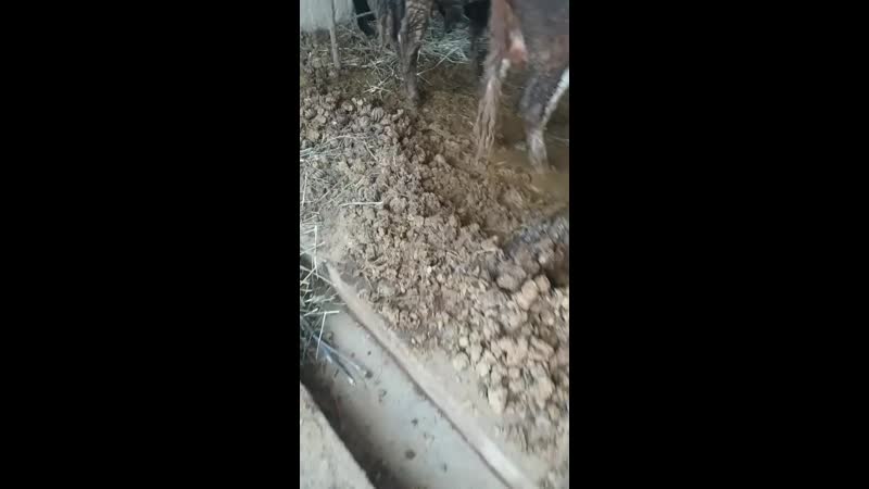 Базар porn video – Видео от мал базар жаркент