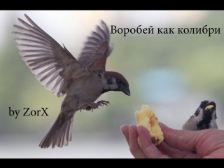 Воробей возомнил себя колибри