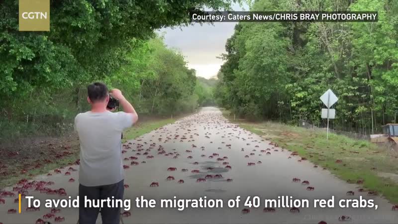 Миграция крабов в австралии