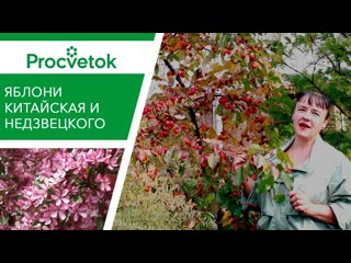 Яблоня китайка изумительные яблочки со усом персика!