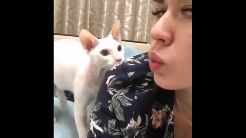 Разумный кот