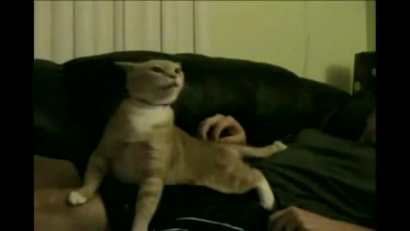 Трололо porn video – Котэ трололо