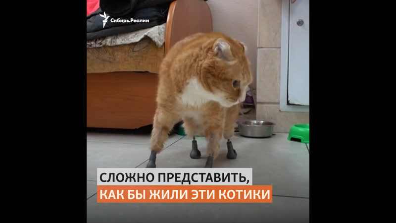 Ветеринары из сибири ставят на протезы кошек без лап |
