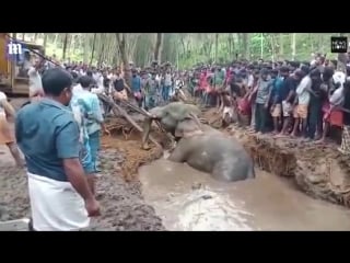 Villagers rush to help a huge elephant stuck in a muddy