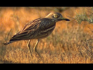 Авдотка eurasian stone curlew burhinus oedicnemus