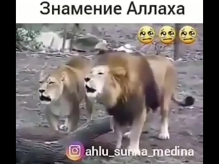 Львы произносят имя аллагьа