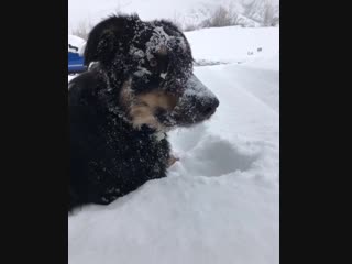 Moose is part ostrich during the winter