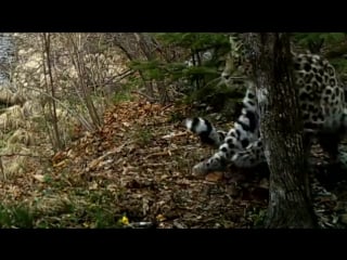 Танец мисс земля леопарда princess of the land of the leopard dancing