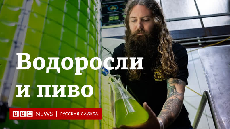 Пиво в борьбе за климат как водоросли помогают сократить выбросы углекислого газа при производстве напитка