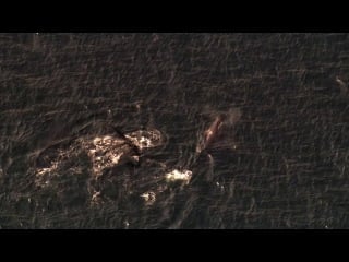 Горбатые киты из огня в лёд/humpbacks from fire to ice (2008)