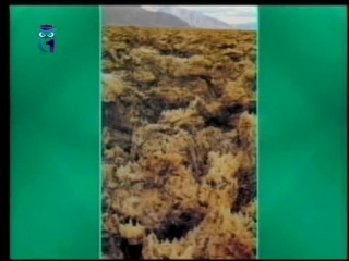 Экология передача 7 жители пустынь