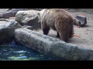 Молодые прикрывают друг друга! ;bdjnyst ghbrhsdf n lheu lheuf!