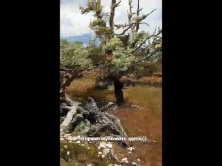 Таинственный лес на огненной земле