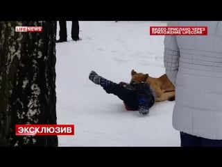 Опубликовано видео нападения львёнка на мальчика во владимире