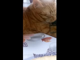 Fleshmob nadezhda kalinina