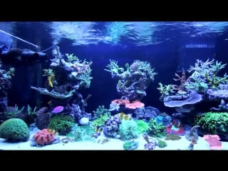Рифовый морской аквариум на 400 л