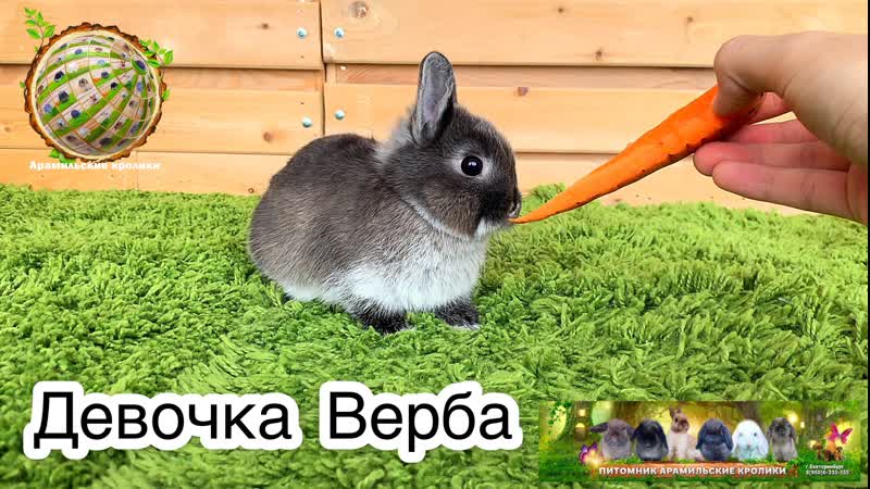 Девочка верба
