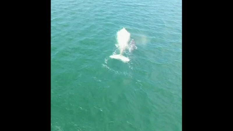 Редкого белого кита альбиноса заметили у побережья мексики