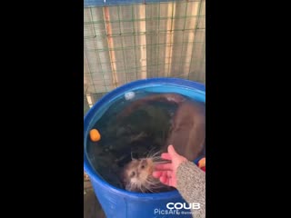 Cute russian otter stepka