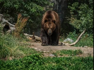 Женщина пьет лекарства от бешенства медведь откусил ей кусок пальца