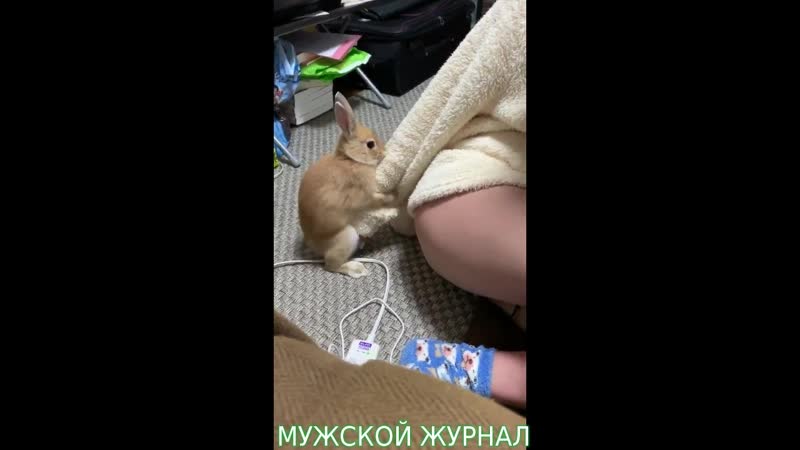 Кролик трахнул руку (ржач)