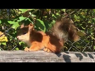 Белочки поселились на даче