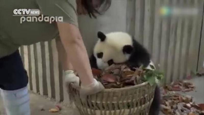 Маленькі "панди хулігани" стали хітом інтернету