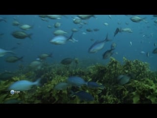 Океан на заднем дворе 1 сезон 2 серия из 6 "козий остров" / our big blue backyard (2014)