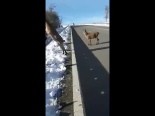 Козлы доебались