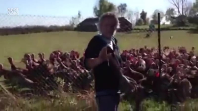 Индюки прикольно кричат хором