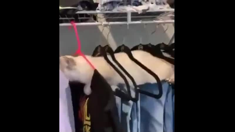 Лоий
