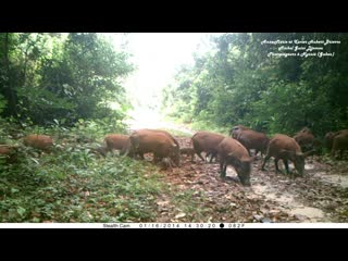 Camera trap in gabon forest a red river hogs troop 46 adults 30 very young pigl