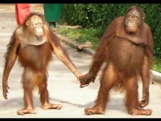 Orangutan couple