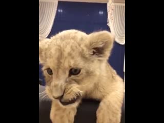 Самый милый звук в мире львенок показал на что способен порно домашнее инцест лесби porno milf кончил sex секс big ass tits ми