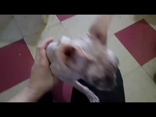 Найдена кошечка