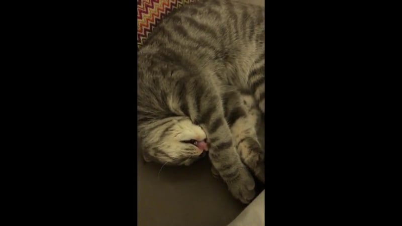 Когда снится усная морожка