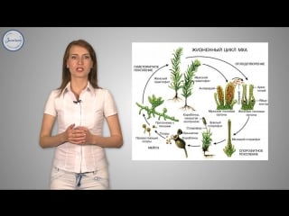 31 биология 6кл споровые растения мхи