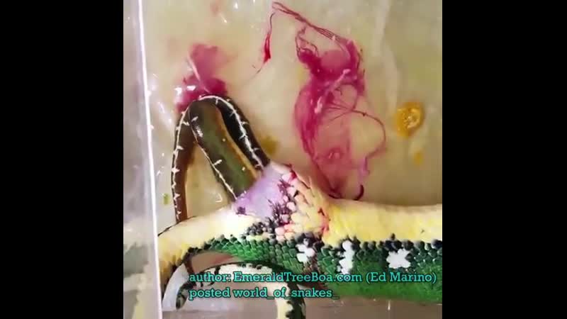 Giving birth 📹 by (ed marino), facebook