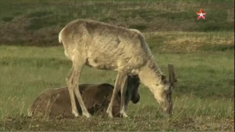 Минобороны россии перебрасывает специалистов на борьбу с сибирской язвой