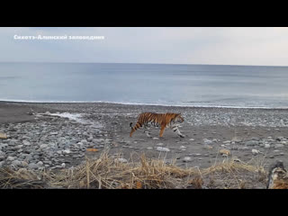 Туристическое побережье сихотэ алинского заповедника в приморье заняла молодая тигрица