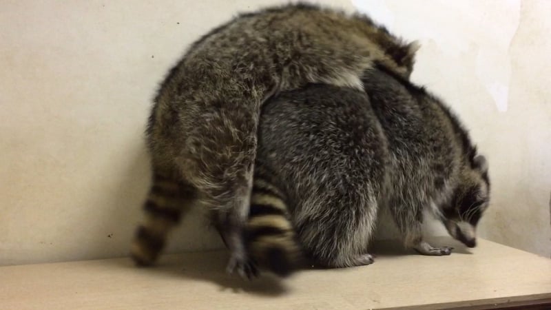 Мона и брабус