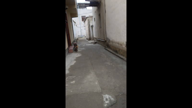 Live бухара | bukhara