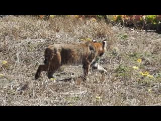 Поймала крысу