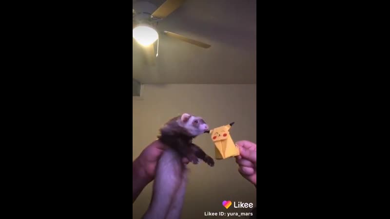 Хорек танцует 😂 mp4