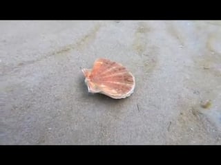 Валим валим валим (vhs video)