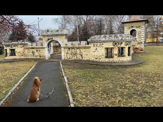 Видео от кинолог профи нт